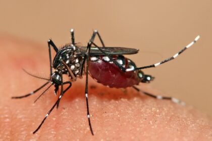El pequeño insecto que puede causar cientos de miles de muertes: por qué el mosquito es tan peligroso
