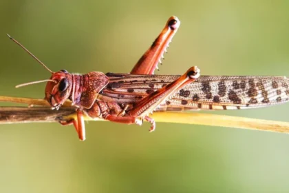 Cinco lecciones que los insectos pueden enseñarnos para tomar mejores decisiones