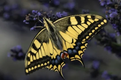 El cambio climático está cambiando el mapa de las mariposas y algunas especies podrían desaparecer