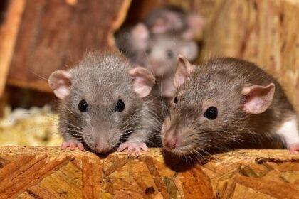 Ratas entrenadas para rescates: el insólito proyecto que busca encontrar personas entre los escombros