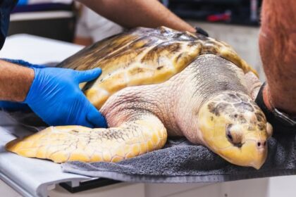 Rossi, la tortuga que cruzó el Atlántico de Texas a Gales, está lista para volver al mar