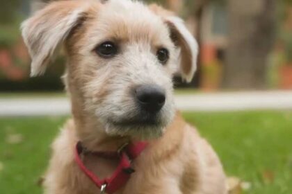 Palacio Nacional adopta a Rollo, el nuevo perrito de apoyo emocional