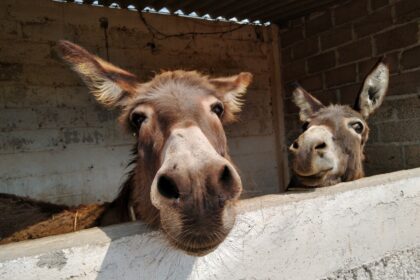 Del santuario de burros a las Grutas de Cacahuamilpa: los Paseos Culturales del INAH que vale la pena conocer en septiembre